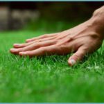 Як відновити газон після зими: 5 простих кроків