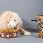 Как выбрать корм для домашних животных