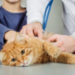 Выбор таблеток от глистов для кошек: Что нужно знать